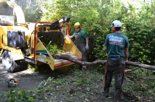 tree services Clive